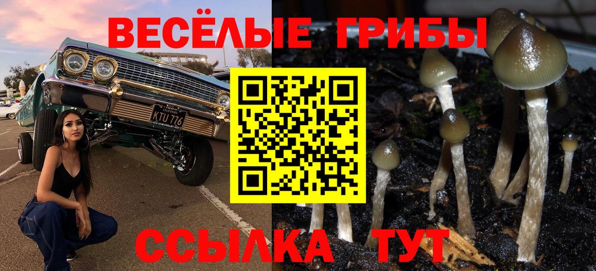 Псилоцибиновые грибы GOLDEN TEACHER  Тверь 